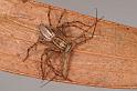 Oxyopes_elegans_D7921_Z_89_North Stradbroke island_Australie